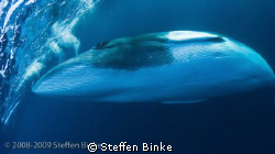 Minke by Steffen Binke 